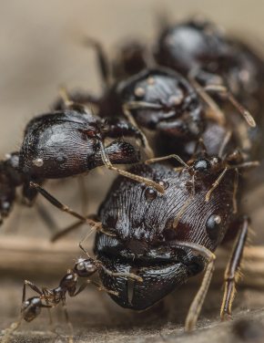 Image 2. Carebara is a genus of myrmicine ants mainly within the tropical regions of African and Asia. (Photo courtesy: François BRASSARD)